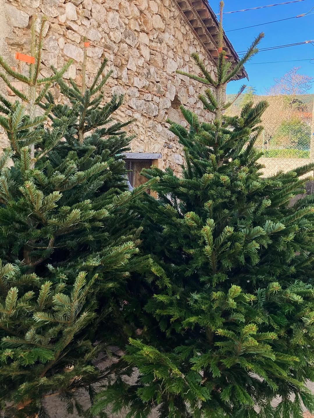 Demain, lancement officiel de la saison des sapins ! Notre premier arrivage de sapins Nordmann de qualité supérieure.