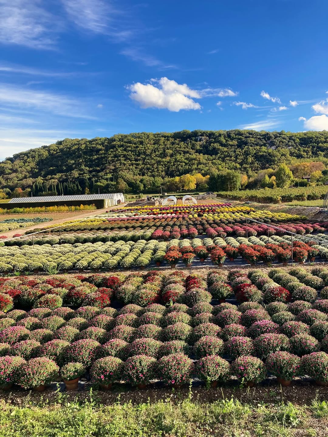 Comme chaque année, nous vous proposons un large choix de Chrysanthèmes, cultivés avec soin dans notre pépinière.