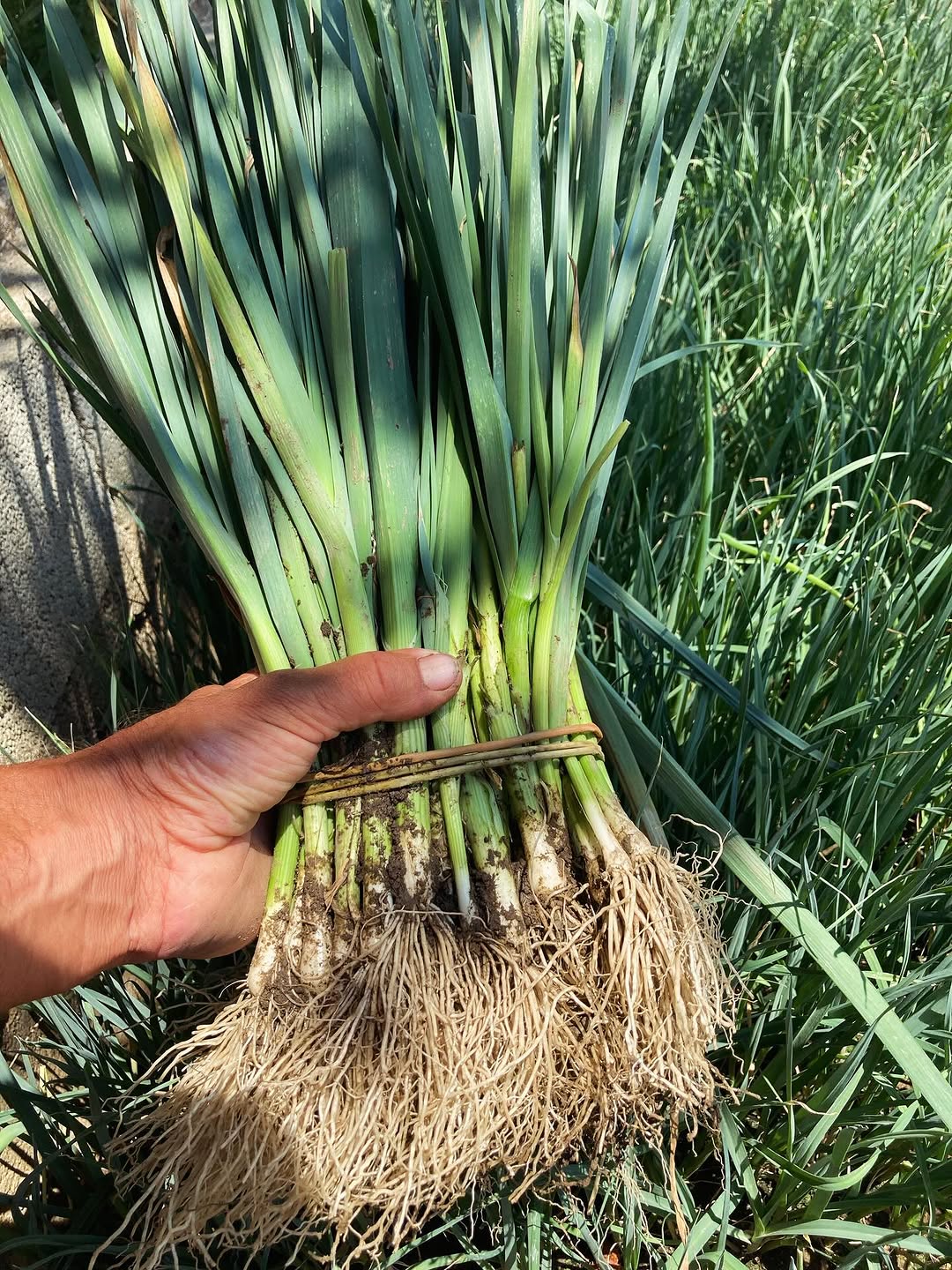 Le potager ne prend pas de vacances ! Malgré la chaleur, la saison des plantations continue.