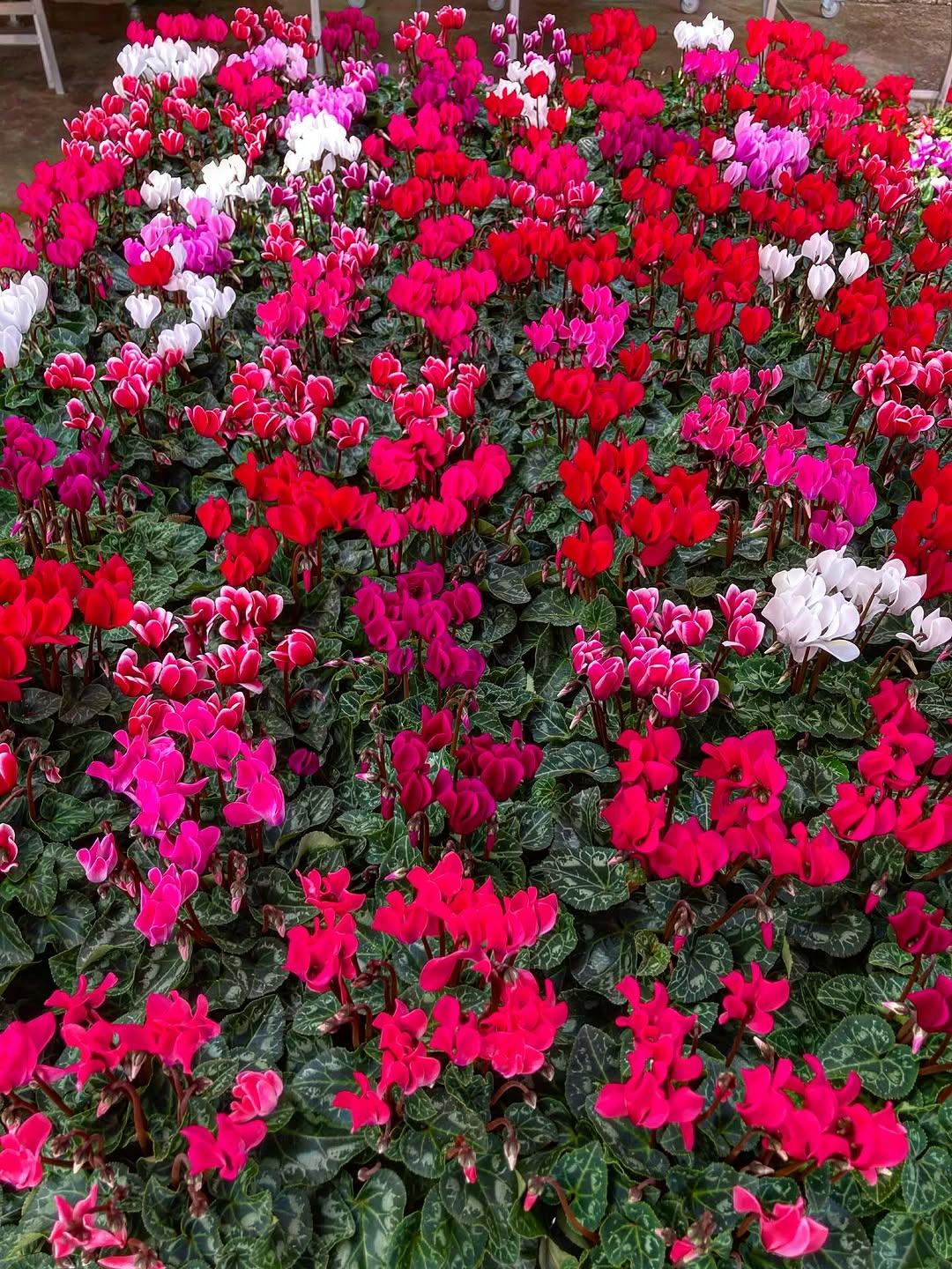 Les fleurs d'automne pointent le bout de leur bouton !