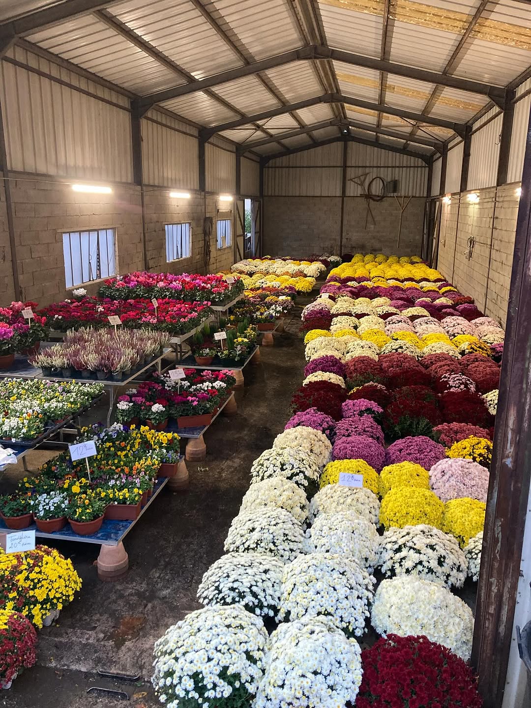 Dernière ligne droite avant la Toussaint ! Encore un très beau choix de fleurs disponibles.