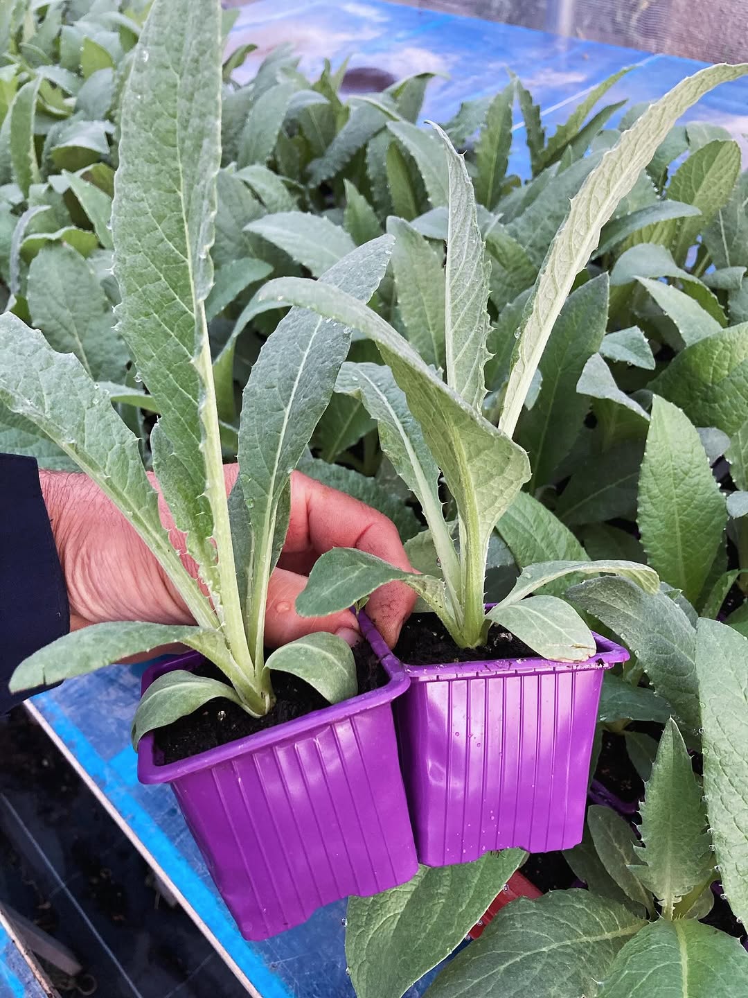 Petit point plantations d'été ! C'est le bon moment pour planter dans votre potager.