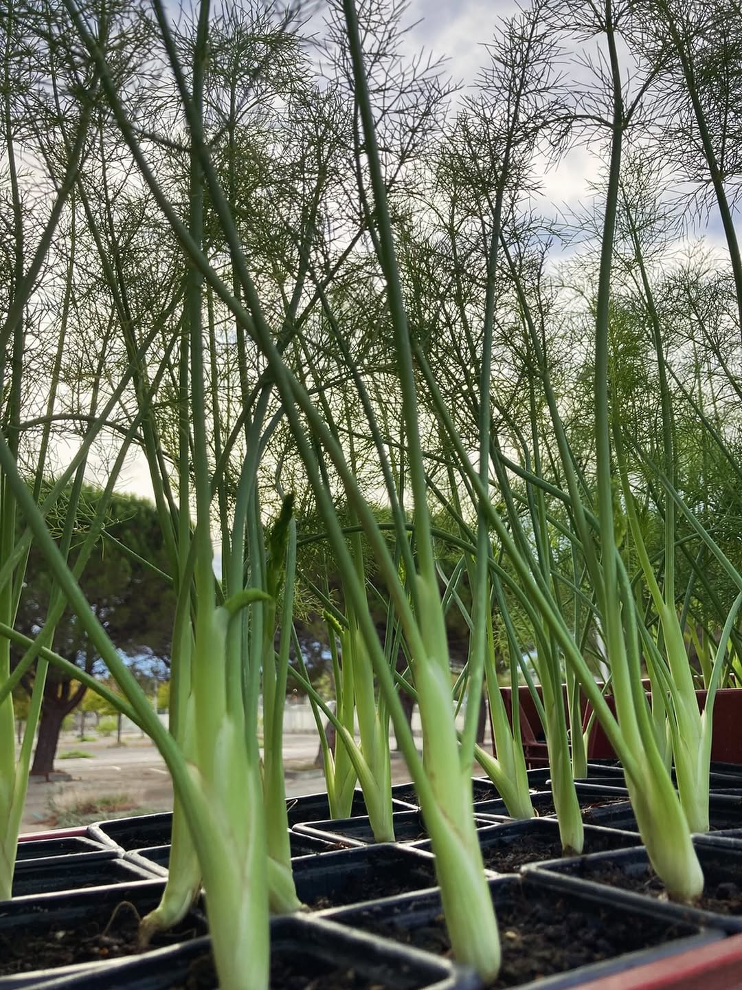 C'est le bon moment pour planter le fenouil ! Pour les amateurs de potager ou jardiniers confirmés.