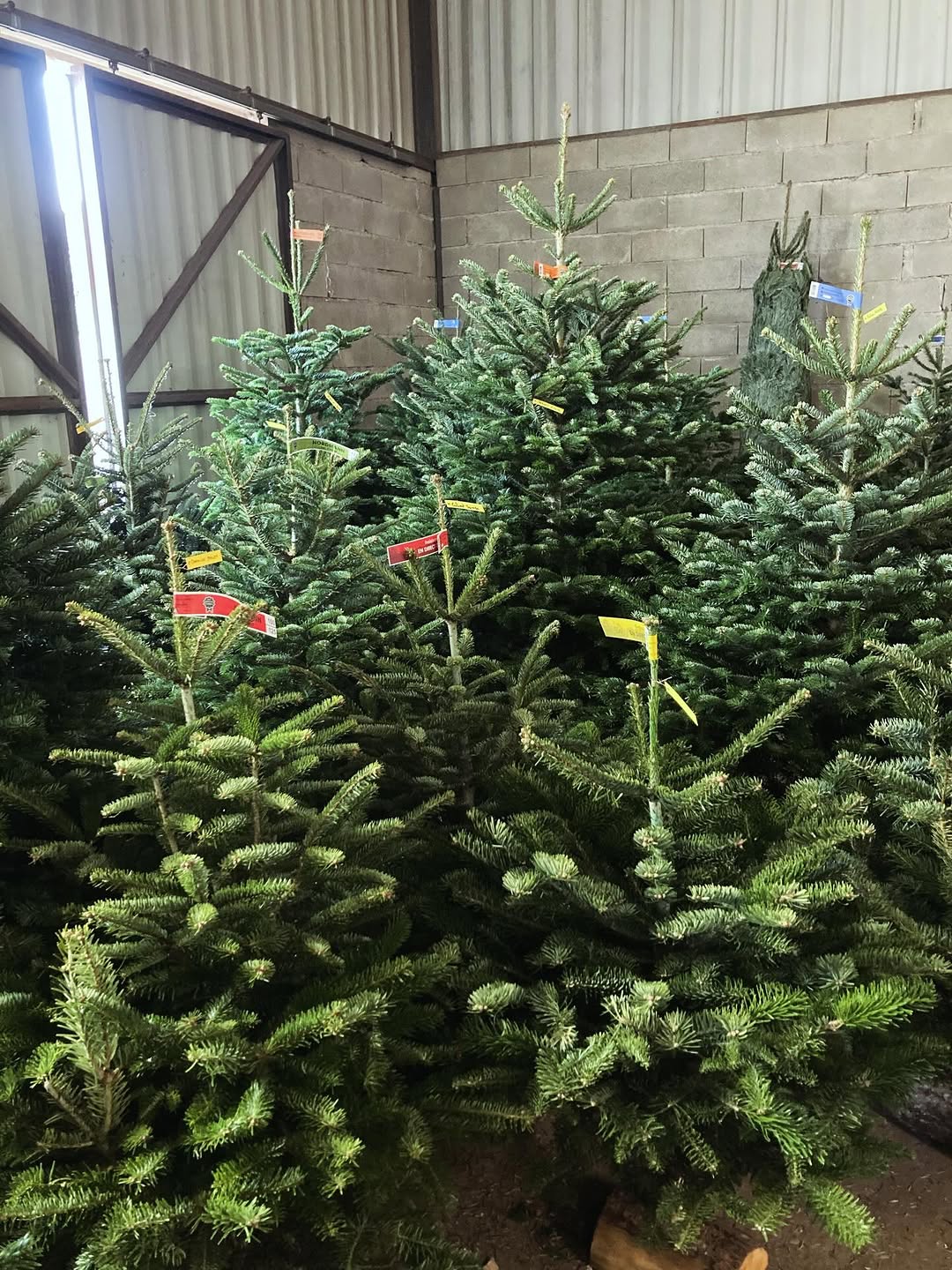 Des sapins fraîchement coupés viennent d'arriver à la pépinière ! N'hésitez pas à réserver le vôtre !